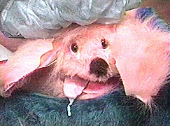 t035.jpg (22735 bytes)